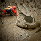 Illustration for article titled Mudskippers Create Artificial Tongues Made of Water